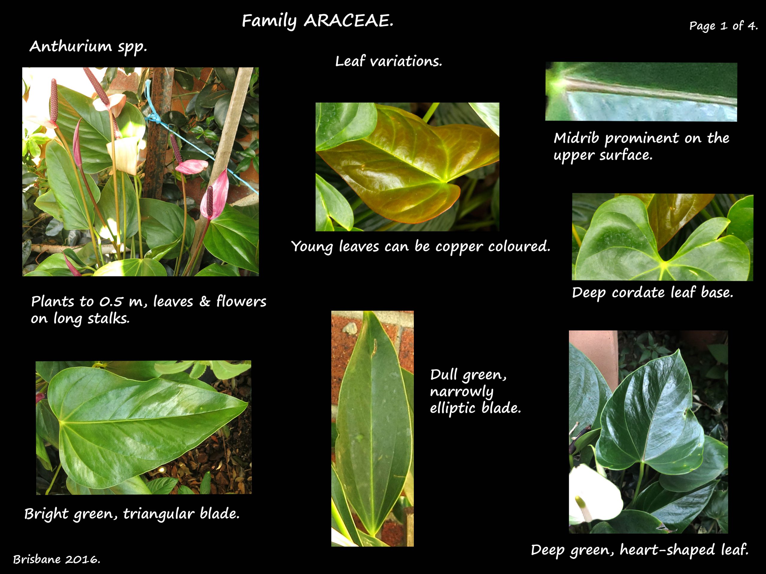 1 Anthurium leaves